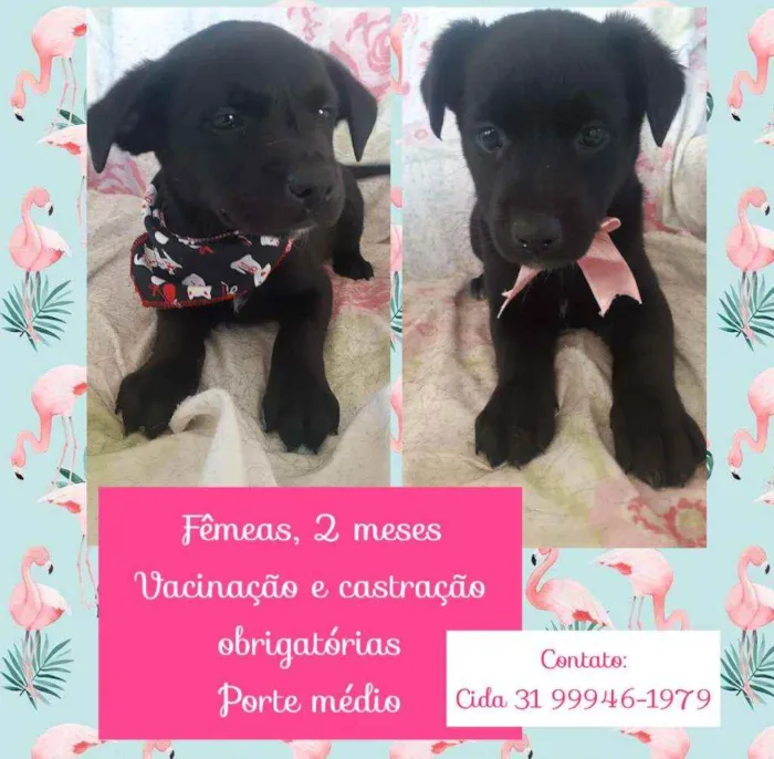 Cachorro raça SRD idade 2 a 6 meses nome Filhotinhas fêmeas