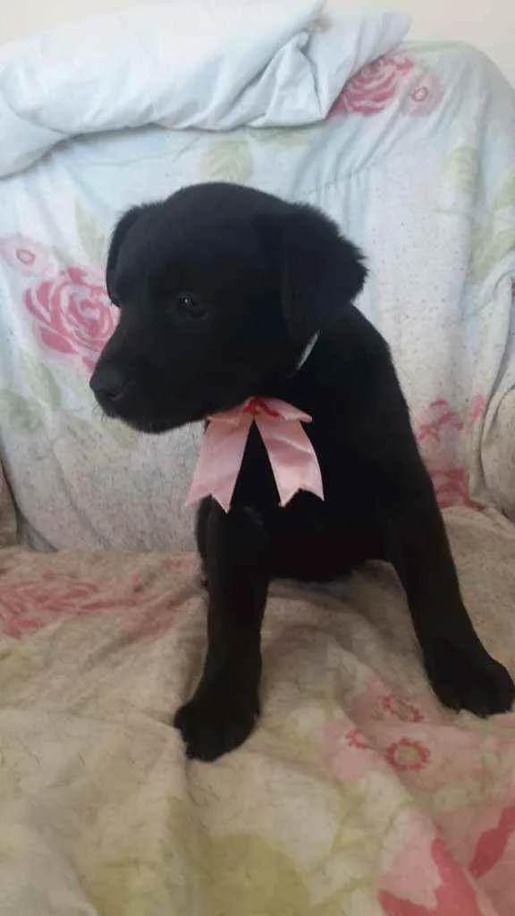 Cachorro raça SRD idade 2 a 6 meses nome Filhotinhas fêmeas