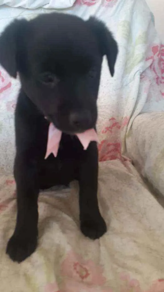 Cachorro raça SRD idade 2 a 6 meses nome Filhotinhas fêmeas