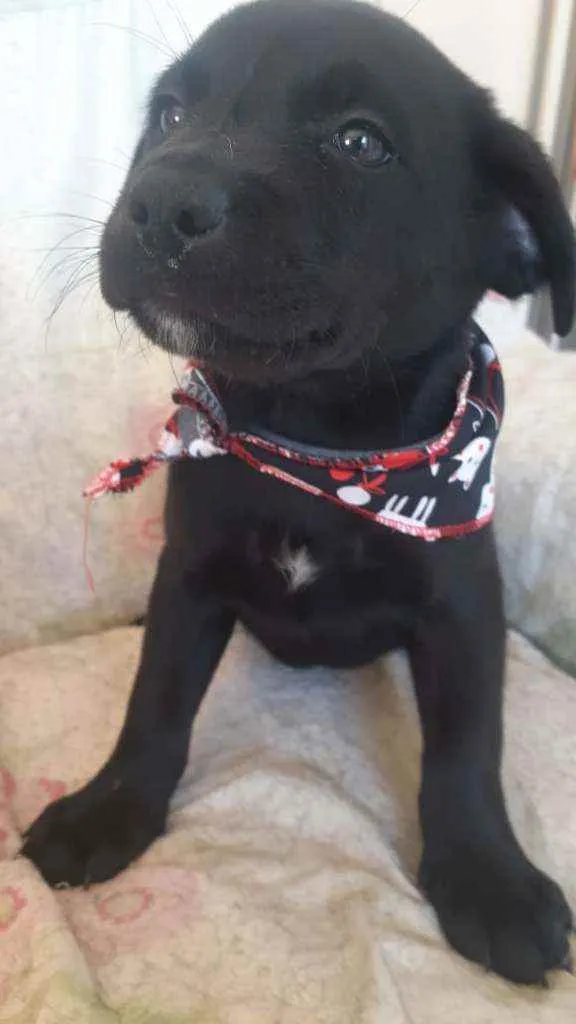 Cachorro raça SRD idade 2 a 6 meses nome Filhotinhas fêmeas