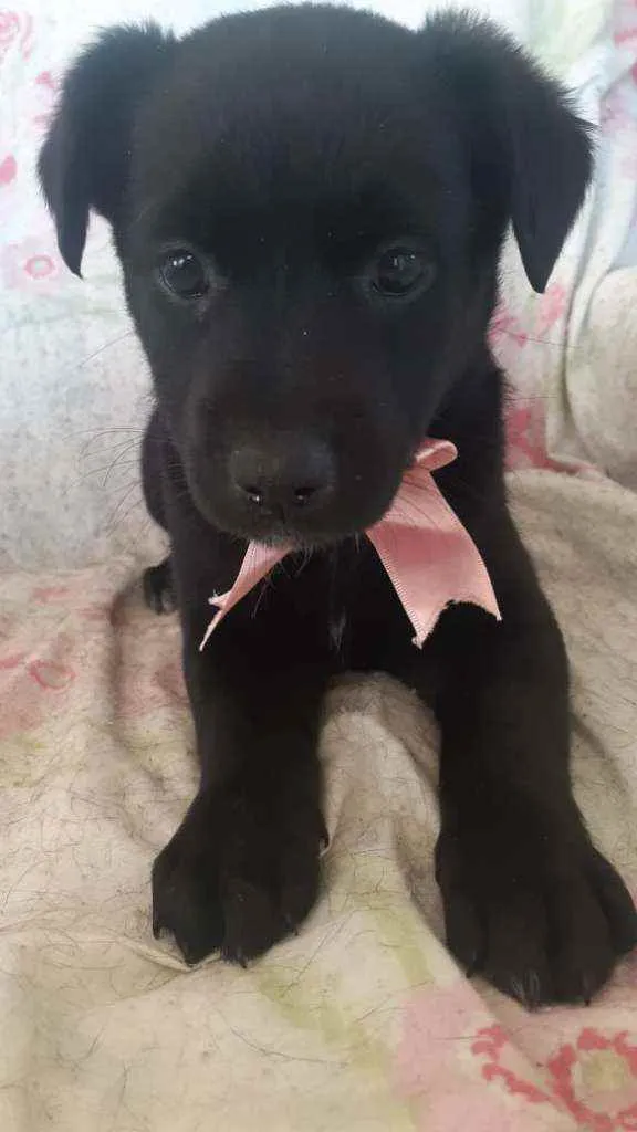 Cachorro raça SRD idade 2 a 6 meses nome Filhotinhas fêmeas