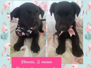 Cachorro raça SRD idade 2 a 6 meses nome Filhotinhas fêmeas
