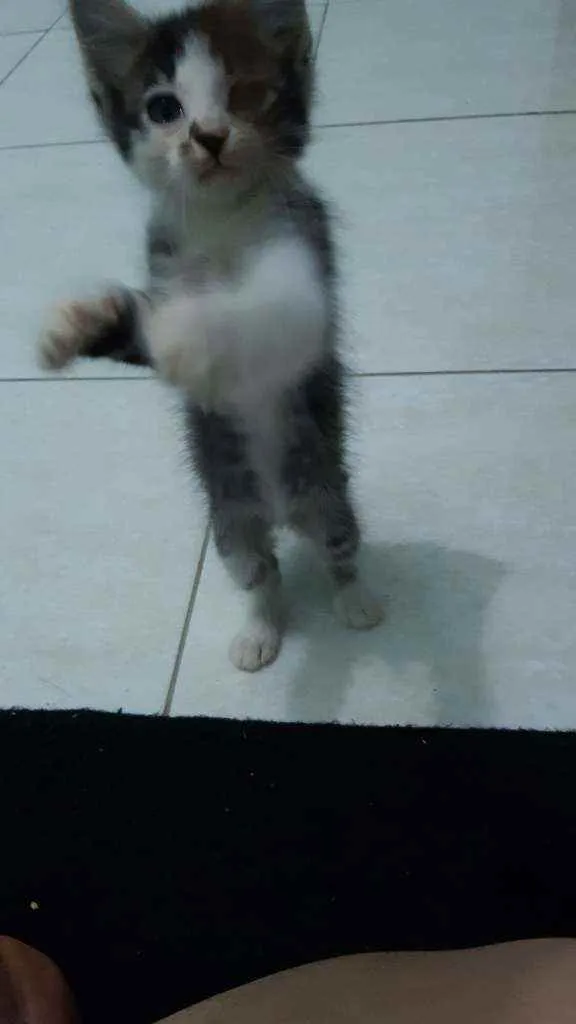 Gato ra a  idade 2 a 6 meses nome Gatinhos 