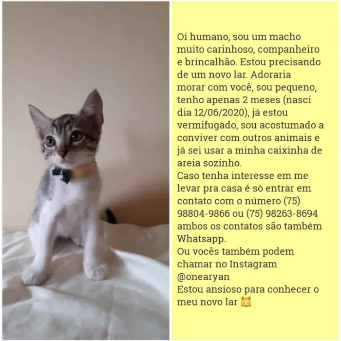 Gato raça Sem raça distinta idade 2 a 6 meses nome O dono poderá escolh