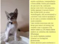 O dono poderá escolh
