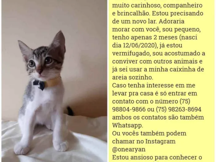 Gato raça Sem raça distinta idade 2 a 6 meses nome O dono poderá escolh