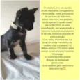 O dono poderá escolh