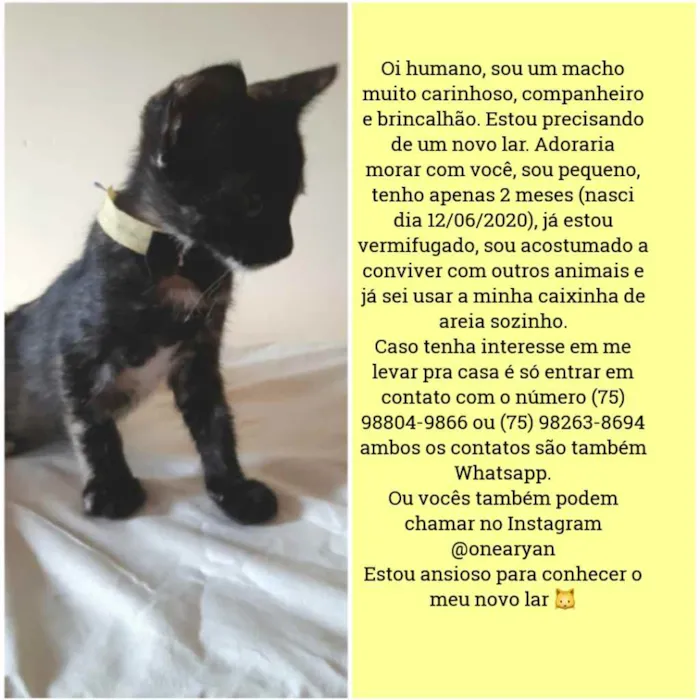 Gato raça Sem raça distinta idade 2 a 6 meses nome O dono poderá escolh