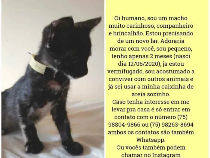 Gato raça Sem raça distinta idade 2 a 6 meses nome O dono poderá escolh