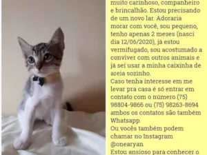 Gato raça Sem raça distinta idade 2 a 6 meses nome O dono poderá escolh