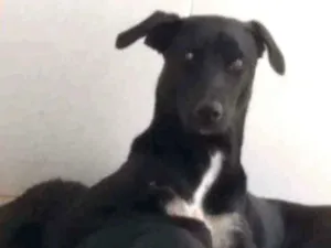 Cachorro raça SRD idade 2 a 6 meses nome Spaik