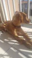 Mel