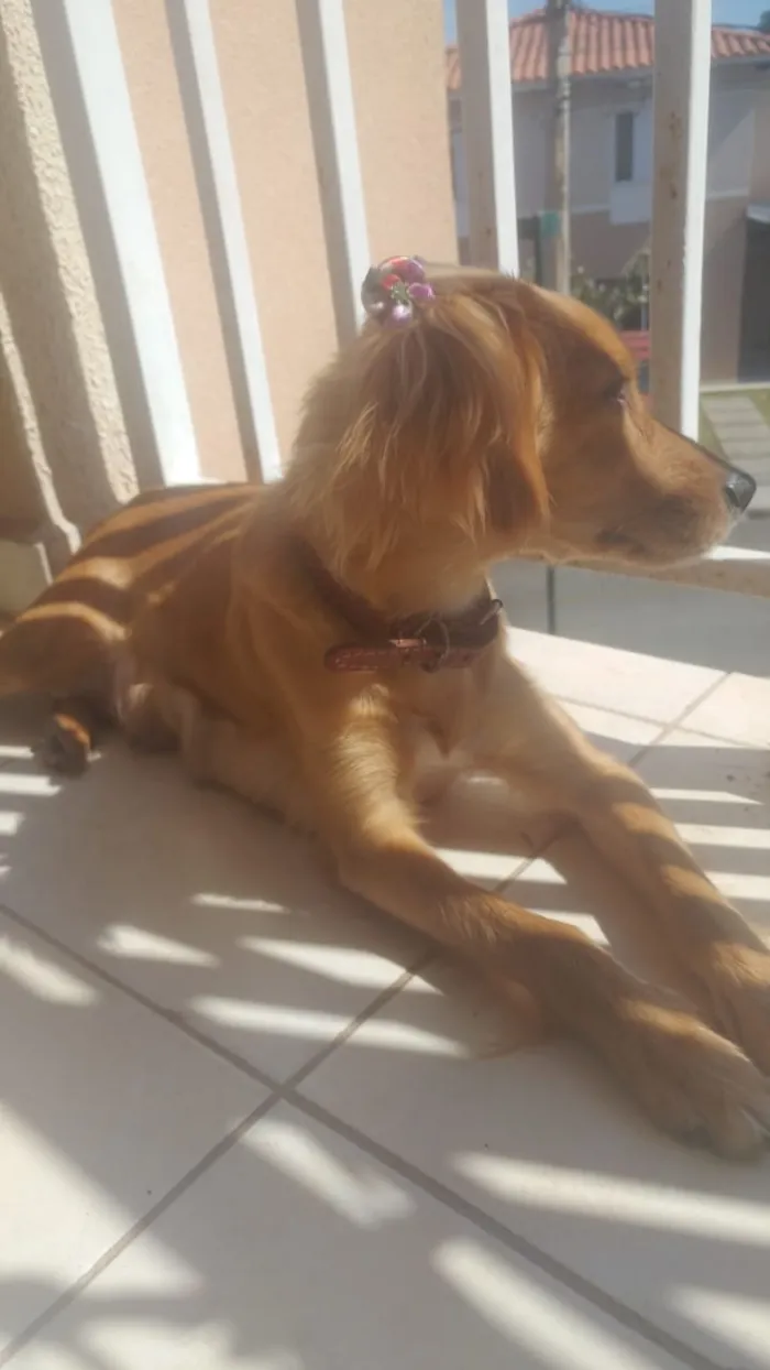 Cachorro ra a não definida idade 7 a 11 meses nome Mel