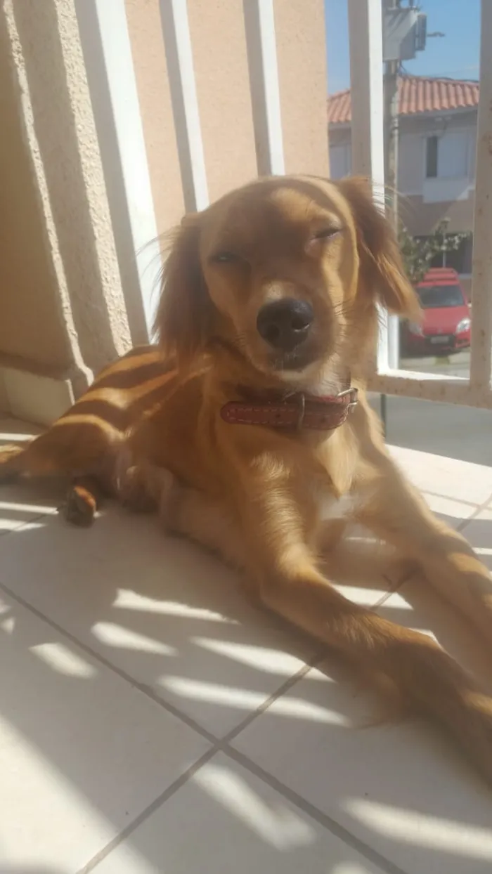 Cachorro ra a não definida idade 7 a 11 meses nome Mel