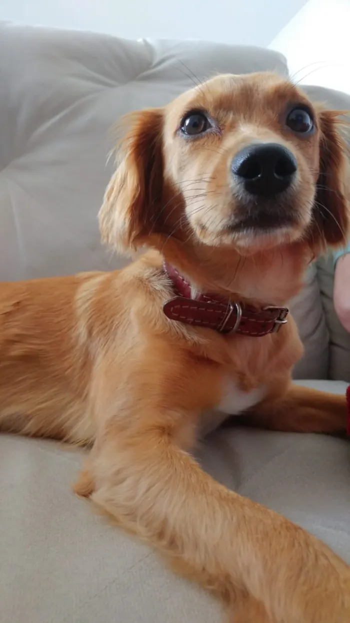 Cachorro ra a não definida idade 7 a 11 meses nome Mel