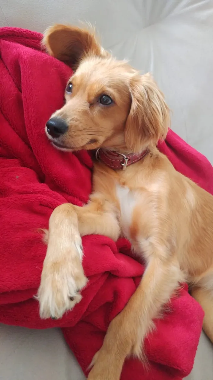 Cachorro ra a não definida idade 7 a 11 meses nome Mel