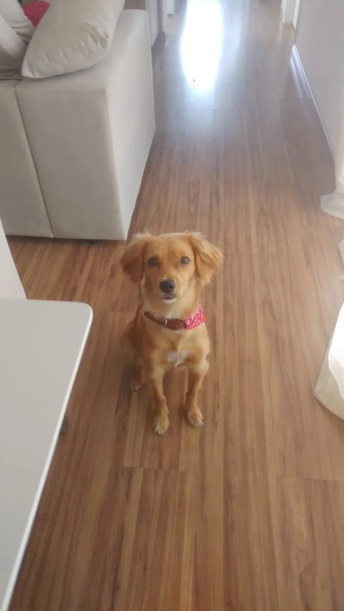 Cachorro ra a não definida idade 7 a 11 meses nome Mel