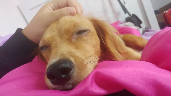 Cachorro ra a não definida idade 7 a 11 meses nome Mel