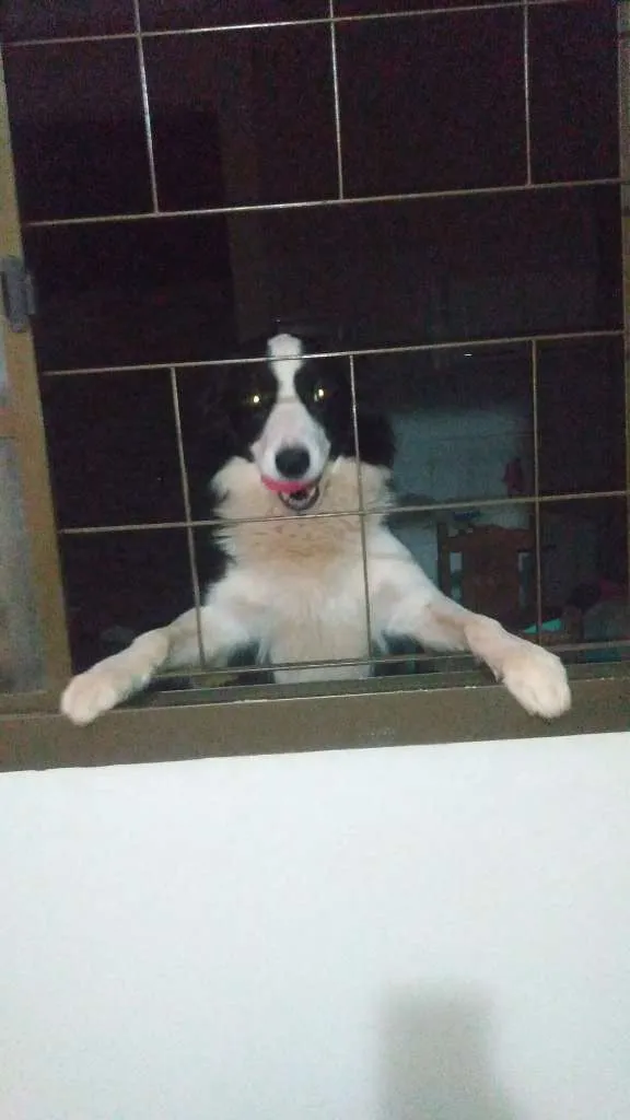 Cachorro raça Border Collie idade 5 anos nome Kiler
