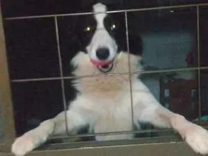 Cachorro raça Border Collie idade 5 anos nome Kiler
