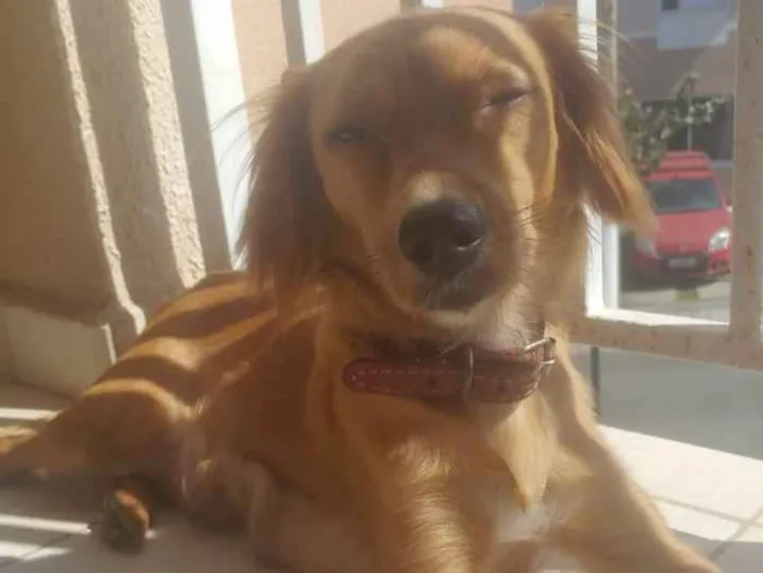 Cachorro ra a não definida idade 7 a 11 meses nome Mel