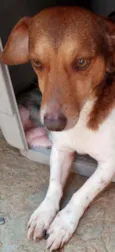 Doguinho