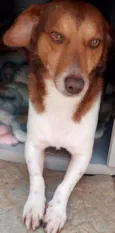 Doguinho