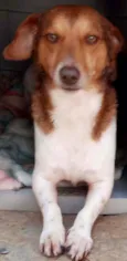Doguinho