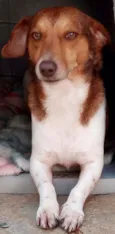 Doguinho