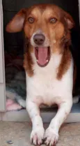 Doguinho