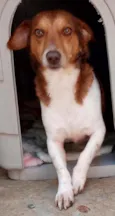 Doguinho