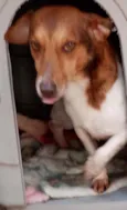 Doguinho