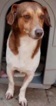 Doguinho