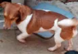 Doguinho