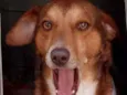 Doguinho