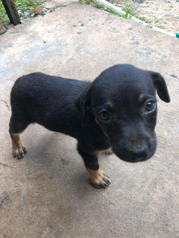 Cachorro raça Vira lata  idade Abaixo de 2 meses nome Roger