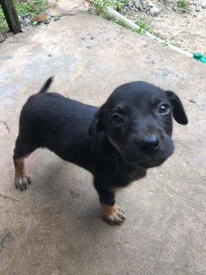 Cachorro raça Vira lata  idade Abaixo de 2 meses nome Roger