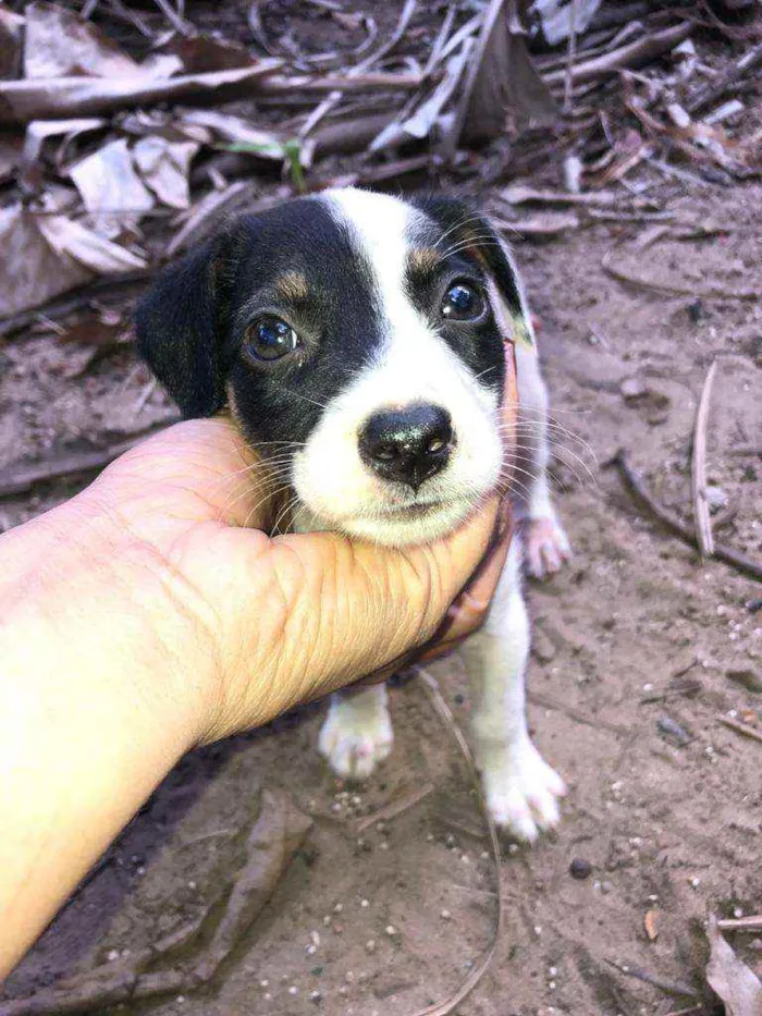 Cachorro raça Vira lata  idade Abaixo de 2 meses nome Tobby