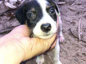 Cachorro raça Vira lata  idade Abaixo de 2 meses nome Tobby