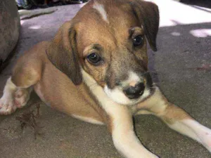 Cachorro raça Vira lata  idade Abaixo de 2 meses nome Fred