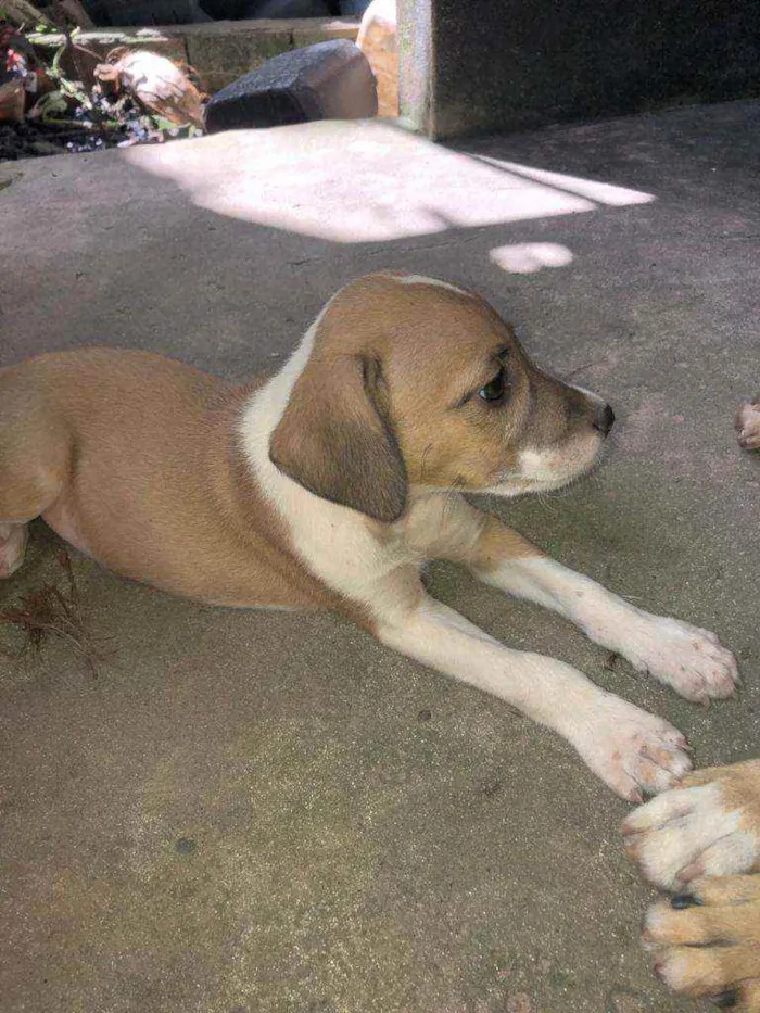 Cachorro raça Vira lata  idade Abaixo de 2 meses nome Fred