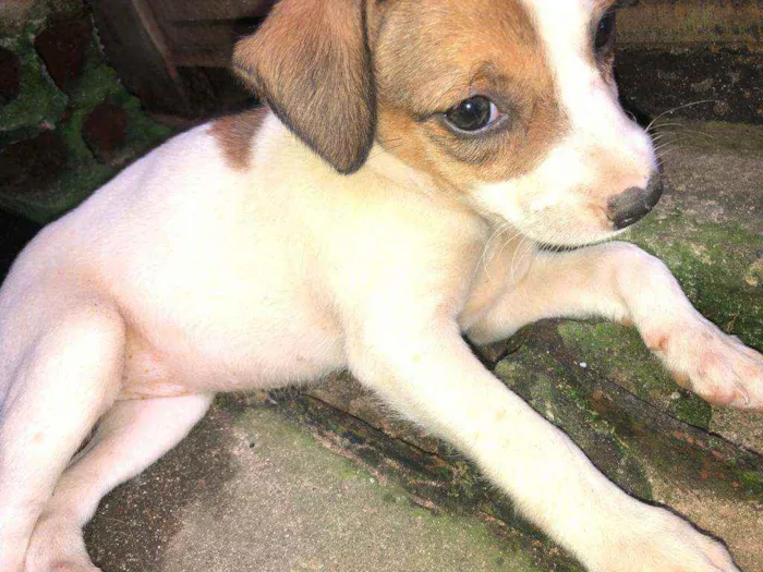 Cachorro raça Vira lata  idade Abaixo de 2 meses nome Lui