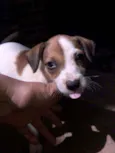 Lui