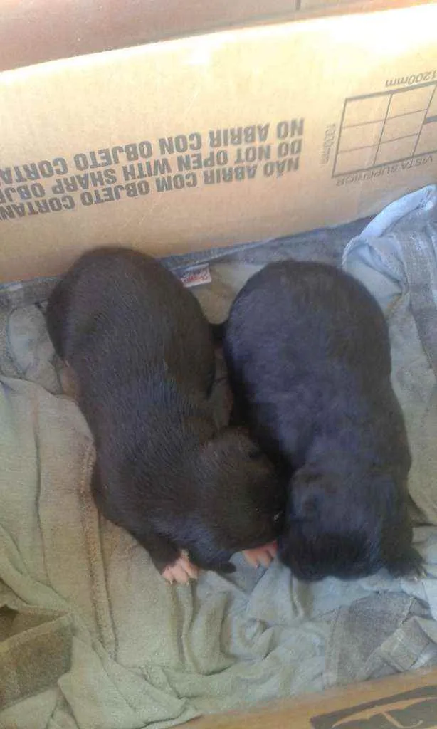 Cachorro ra a salsicha idade Abaixo de 2 meses nome filhotes