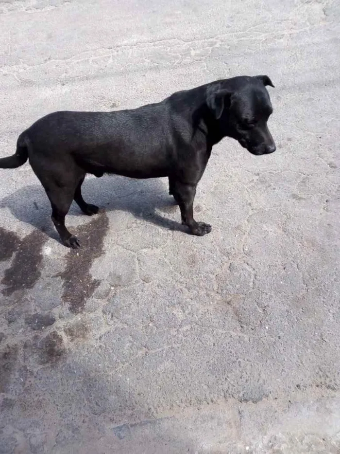Cachorro ra a Labrador  idade 1 ano nome Negão 
