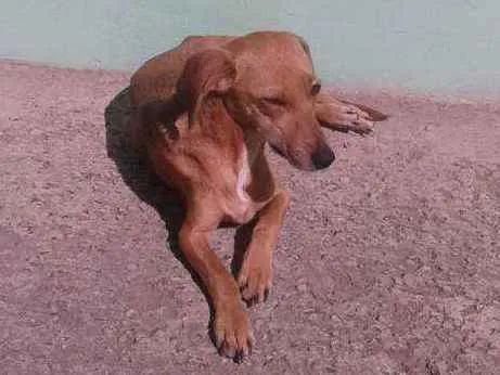 Cachorro ra a salsicha idade Abaixo de 2 meses nome filhotes