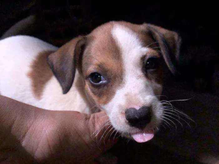 Cachorro raça Vira lata  idade Abaixo de 2 meses nome Lui
