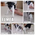 6 filhotinhos