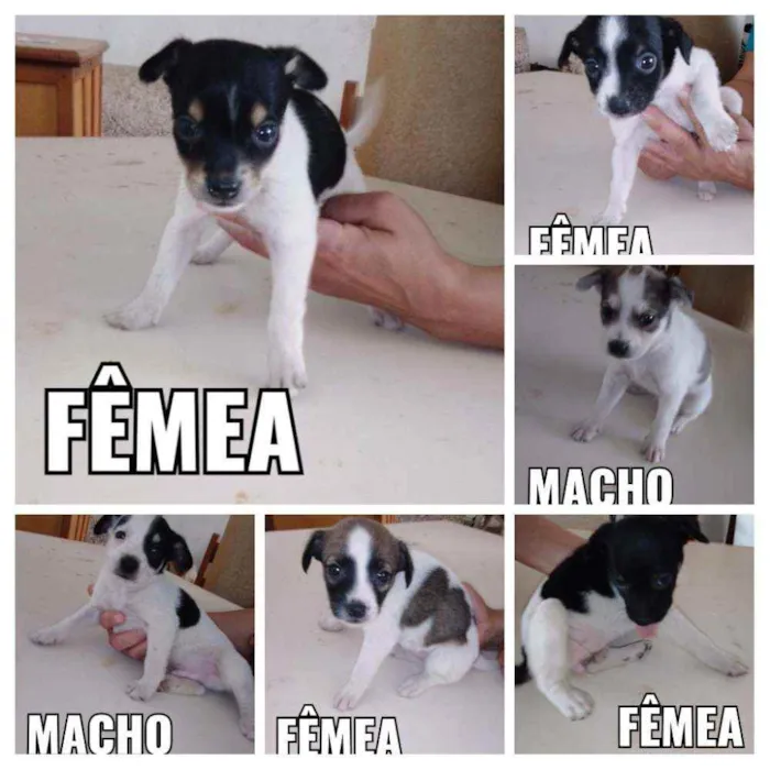 Cachorro raça Indefinida idade Abaixo de 2 meses nome 6 filhotinhos