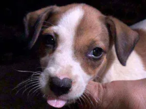 Cachorro raça Vira lata  idade Abaixo de 2 meses nome Lui